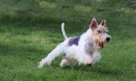 Foxterrier - veselý pes pro milovníky činnosti